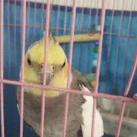 عروس هلندی
