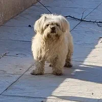 واگزاری سگ واگذاری