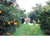 پرتقال و نارنگی