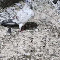 کبوتر نر پروازی|پرنده|املش, |دیوار