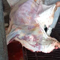 ماده گاو گوشتی و داشتی|حیوانات مزرعه|بیرجند, |دیوار