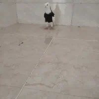 نر طوق سیا|پرنده|شوشتر, |دیوار