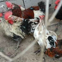 خروس|حیوانات مزرعه|بوشهر, |دیوار