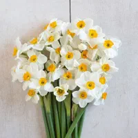 پخش گل نرگس درجه یک بصورت عمده و خرده