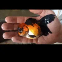 بارماهی گلفیش شارژ شد|ماهی|فولادشهر, مسکن مهر فولادشهر|دیوار