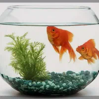 فروش عمده ماهی قرمز