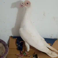 سفید کاریر نر فروشی