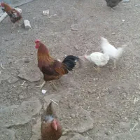 مرغ و خروس