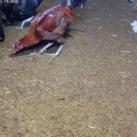 خروس لاری|حیوانات مزرعه|سامن, |دیوار