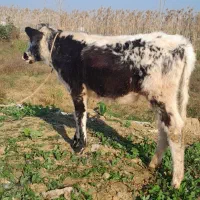 لیشه دورگ هولشتاین  گوساله گاو