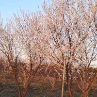 مغازه ۲۲ متری قارن