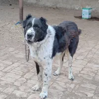 سگ قهدریجونی