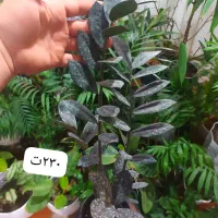 گلهای زیبا|گل و گیاه طبیعی|ارومیه, |دیوار