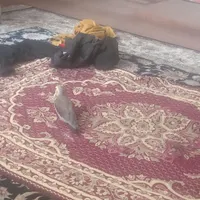 کوکو حرف زن