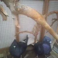 کبوترزاغ دم سفید|پرنده|جیرفت, |دیوار