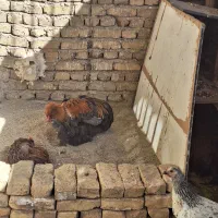 خروس برهما جوان معاوضه با مرغ برهما جوان|حیوانات مزرعه|جاجرود, |دیوار
