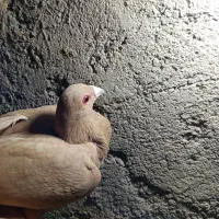 مجسه کفتر|حراج|مهریز, |دیوار