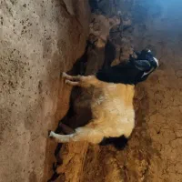 بزغاله نر(ساورین)|حیوانات مزرعه|روانسر, |دیوار