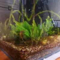 آوکواریوم شیشه خم (جلو) با گیاه و شن