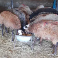 ۶۲ راس میش دشتی ابستن