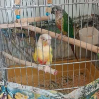 طوطی گیرینچیک جفت مولد