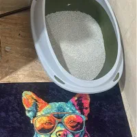 بچه گربه|گربه|قم, وادی السلام|دیوار