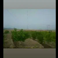 باغ میوه فروشی|فروش دفتر صنعتی، کشاورزی، تجاری|تربتحیدریه, پائین ولایت|دیوار