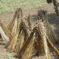 فروش کاه کنجد
