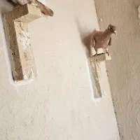 جفت جوجه دولقه زردپلنگ