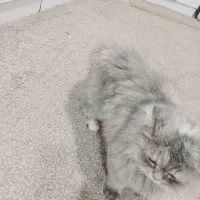 گربه پرشیین خوشگل|گربه|خرمشهر, |دیوار