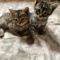 گربه|گربه|ری, دیلمان|دیوار