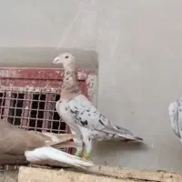 هفت رنگ‌کله هما لک دار