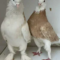 جفت های . ساعت بالا . گرو دولاب . عتیقه|پرنده|تهران, نیروی هوایی (پیروزی)|دیوار