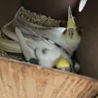 جفت عروس هلندی مولد