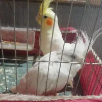 یه جفت عروس هلندی|پرنده|مسجد سلیمان, |دیوار