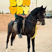 اسب عرب|اسب و تجهیزات اسب‌سواری|کاشان, فاز ۲ ناجی آباد|دیوار