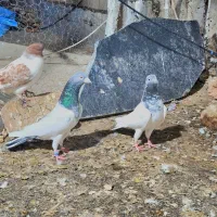 تیدی کمانگر|حیوانات|ایرانشهر, |دیوار