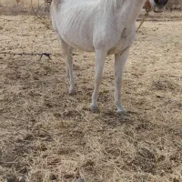 مادیان و کره قاطر به شرط سواری و باری