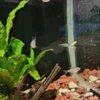 بچه ماهی رایگان|ماهی|شیراز, شهرک مهرگان|دیوار