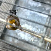 سره قناری مست|پرنده|کهریزک, |دیوار