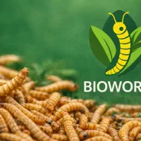 میلورم زنده