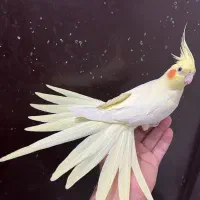 عروس هلندی لوتینو ماده زعفرونی آلبینو بالغ