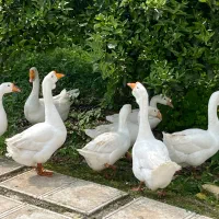 قووغاز سفید لیندا