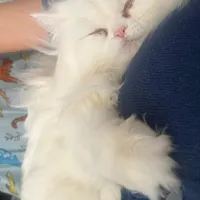 گربه پرشین چش آبی