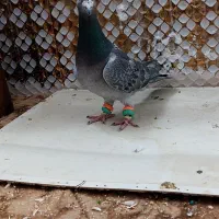 کبودر|پرنده|مشهد, انصار|دیوار