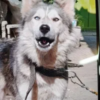 هاسکی ماده چشم نگین دار فوق العاده