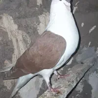 یک جفت ساده فروشی