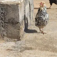 تخم نطفه دار گلین|حیوانات مزرعه|کرمانشاه, |دیوار