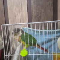 گرینچنگ دستی