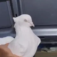 چشم نوک سفید